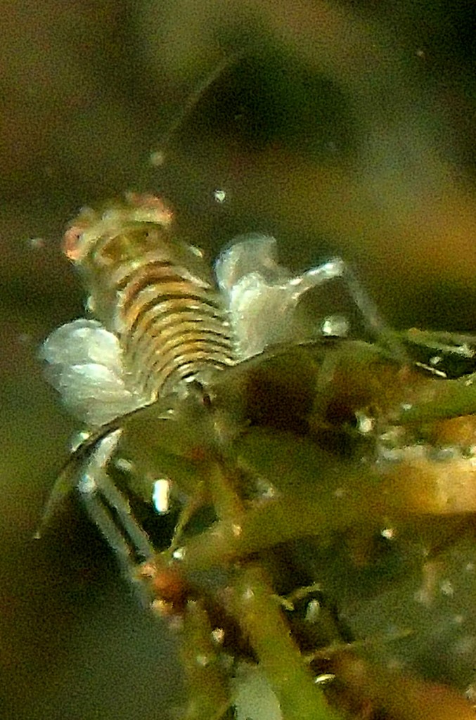 larve éphémère détail